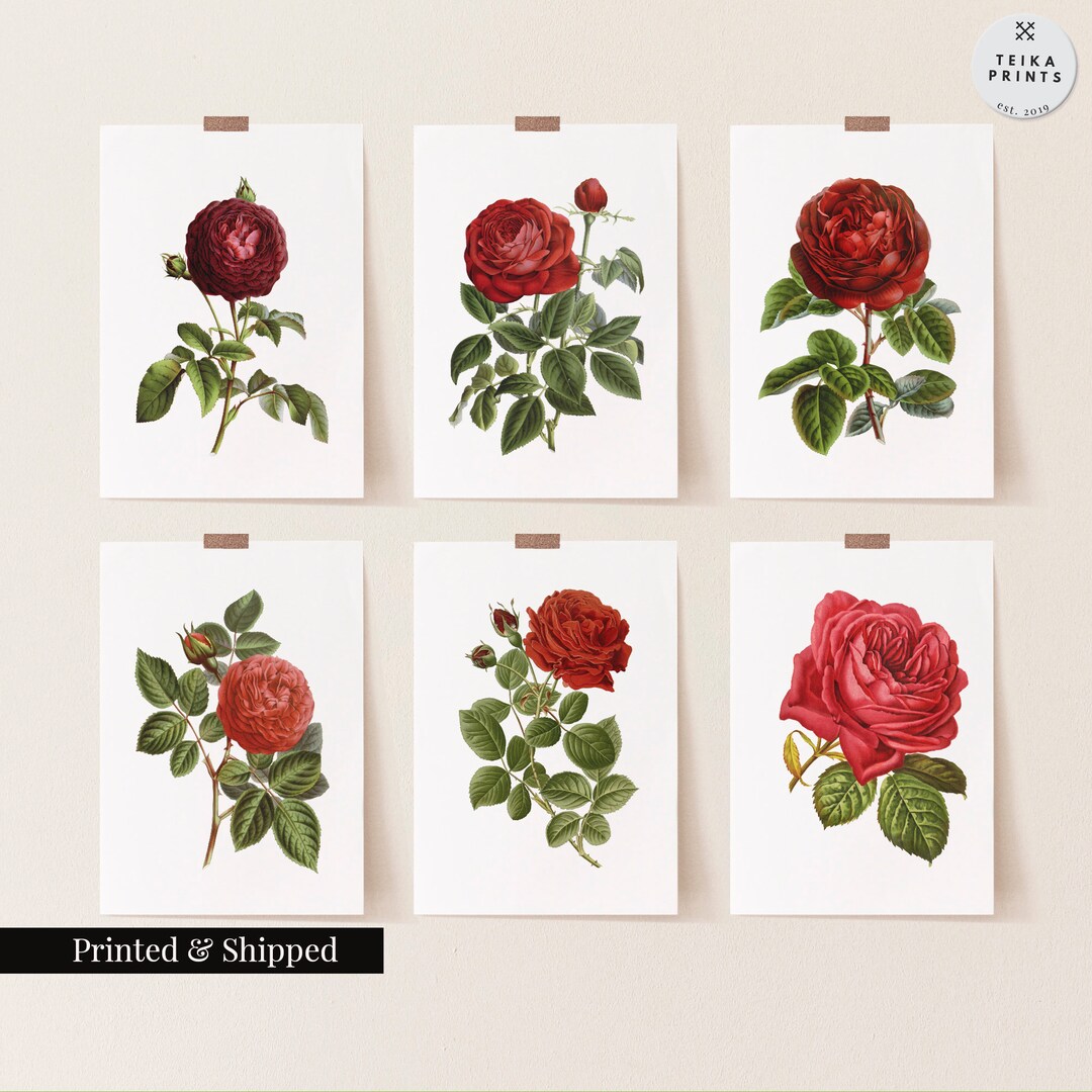 Vintage Red Roses Flowers Wall Art Prints Set of 6 / Botanical Floral ...