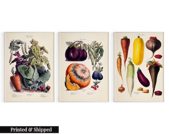 May include: Three vintage botanical illustrations of various vegetables. The first image features a purple cabbage, green leafy vegetables, peas, and a carrot. The second image features a purple eggplant, a pumpkin, and a few green beans. The third image features a yellow squash, a purple beet, a white radish, a purple eggplant, and a brown carrot.