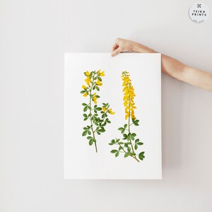 Vintage Yellow Flowers Wall Art Prints Set of 6 / Botanical Floral Wall ...