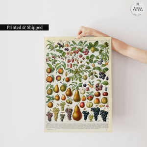 Botanical Science Vegetables Illustration by Larousse Vintage Print | Wall Art Poster, Décor | VE13