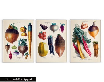 May include: Three vintage botanical illustrations of various root vegetables. The first print features a variety of turnips, radishes, and carrots. The second print features a variety of beets, squash, and potatoes. The third print features a variety of chard, onions, and turnips.