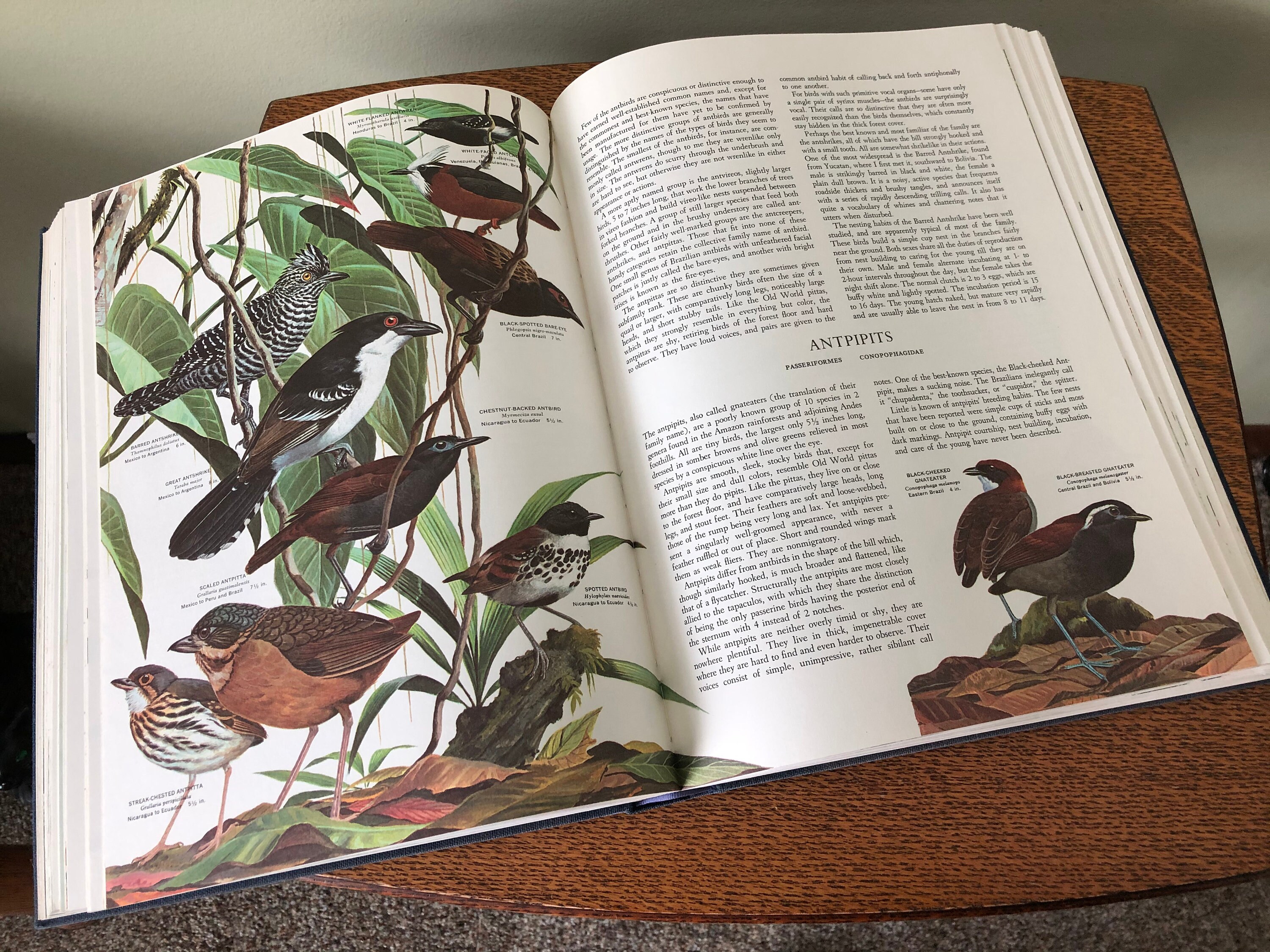 Birds of the World by Oliver L Austin Jr Illustrated by Etsy