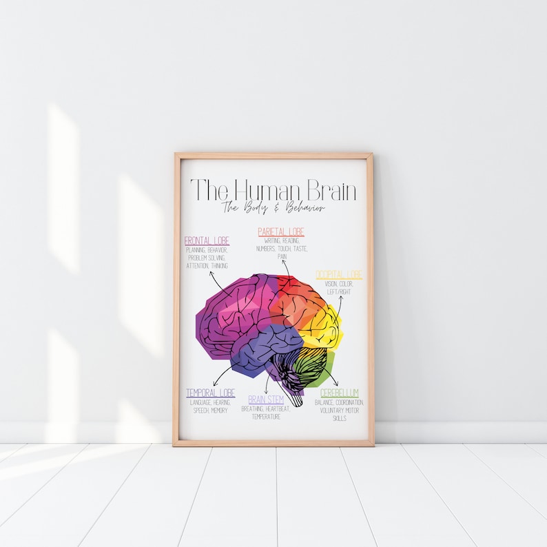 Brain Zones | Mental Health | Trauma | Fight or Flight | Nervous System ...