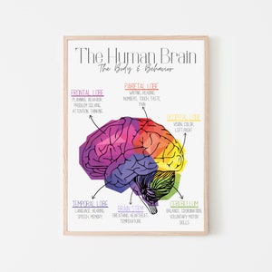 Brain Zones | Mental Health | Trauma | Fight or Flight | Nervous System | Functions | Wall Art