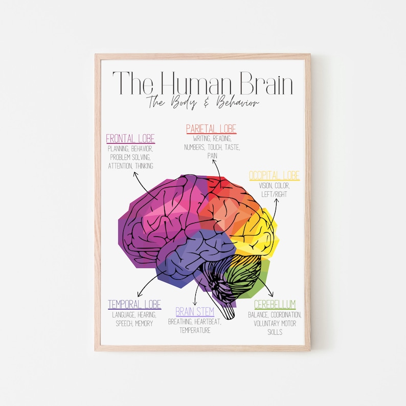 Brain Zones | Mental Health | Trauma | Fight or Flight | Nervous System ...
