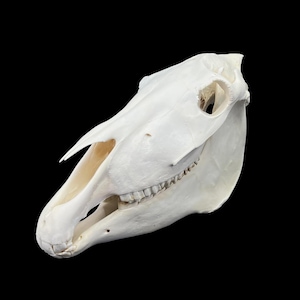 May include: A bleached white horse skull shown in profile, featuring a prominent nasal cavity, large eye sockets, and a visible row of upper teeth. The bone structure is smooth and clean, displaying the natural anatomical contours of the cranium.