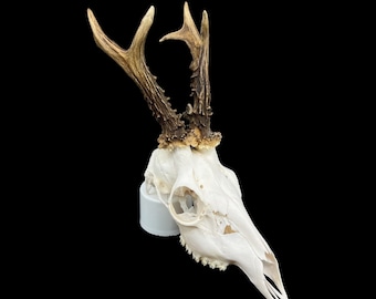 Real Roe Deer skull with antlers (Capreolus capreolus), whole and perfect condition, heavy skull roebuck