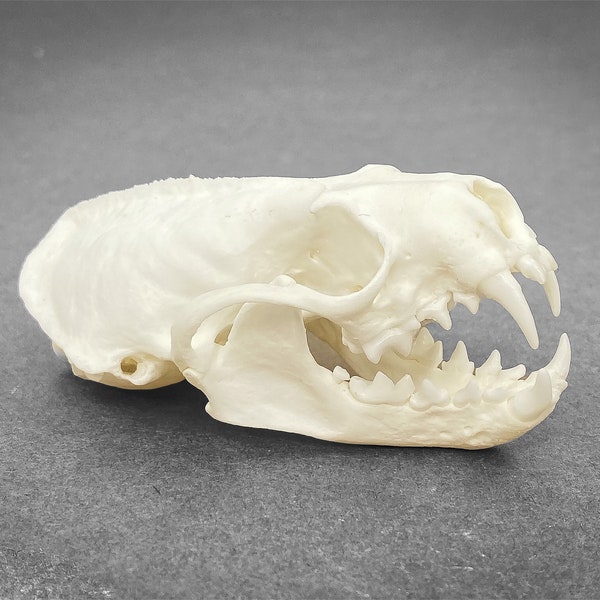 Cráneo de visón real (Neovison vison) hueso desengrasado e inmaculadamente limpio, cráneo de animal, visón americano