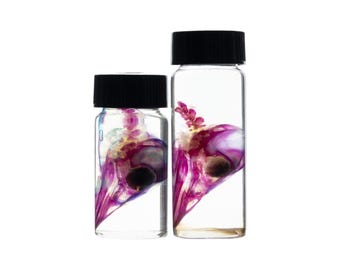Diaphonized duckling skull, purple/blue diaphonized, wet specimen, diaphonization bird head, diaphonised specimen