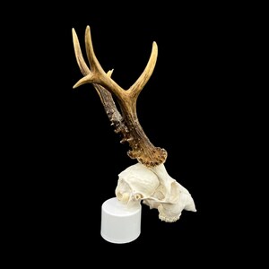 May include: A white deer skull with antlers mounted on a white pedestal. The antlers are brown and have a natural, rough texture.