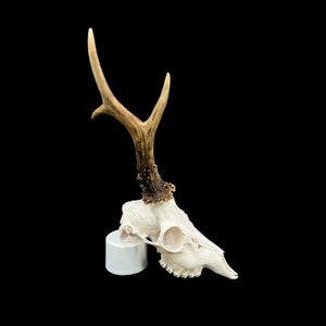 May include: A white deer skull with antlers mounted on a white pedestal. The antlers are brown and have a natural finish.