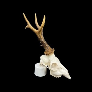May include: A white deer skull with antlers mounted on a white pedestal against a black background.