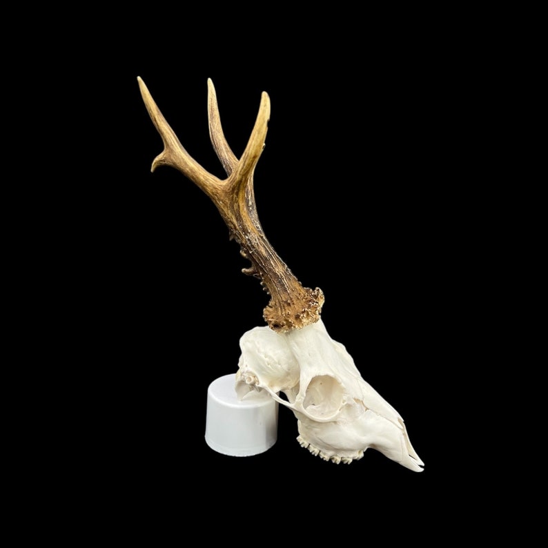 May include: A white deer skull with antlers mounted on a white pedestal against a black background.
