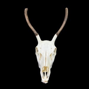 Real European Deer skull (Cervus), clean skull, white animal bones, animal skull with antlers