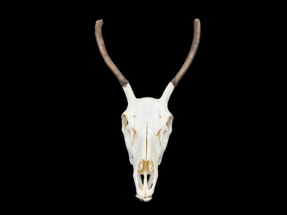 本物のヨーロッパ鹿の頭蓋骨（Cervus）、きれいな頭蓋骨、白い動物の骨