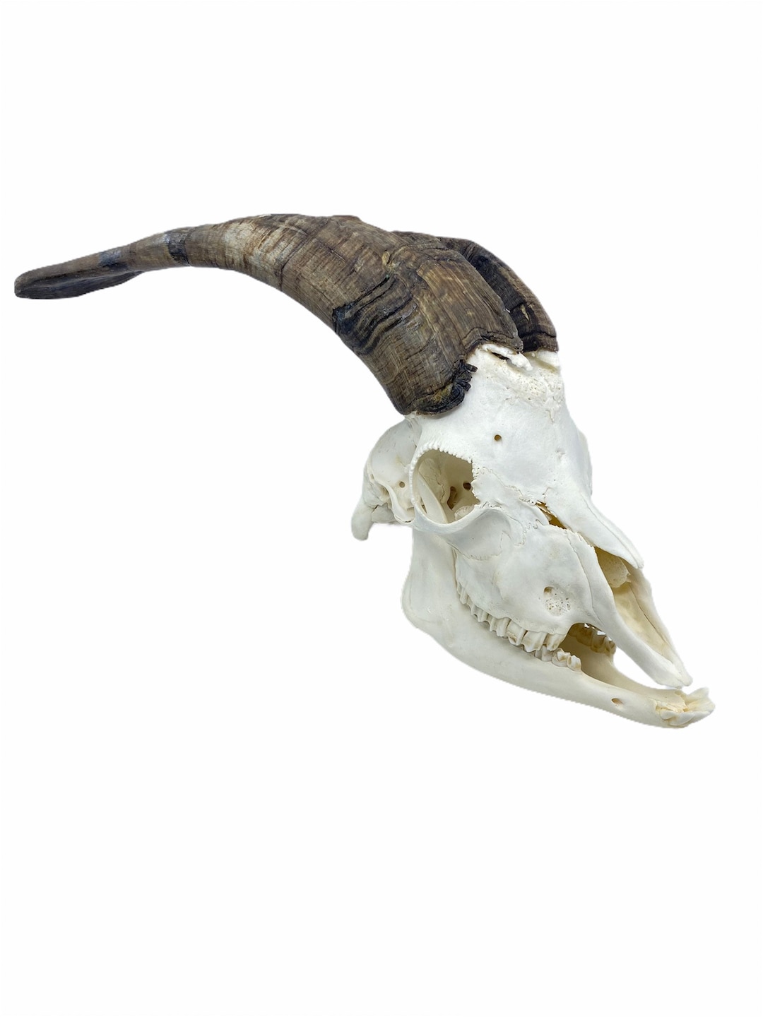 Real Huge Goat Skull With Horns Big Animal Skull Capra Etsy