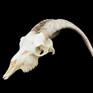 Real Goat Skull (Capra hircus) with dark horns, professionally cleaned, white animal skull, skull decor