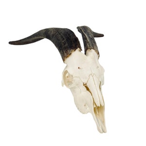 Echter großer Ziegen-Schädel mit Hörnern, Tierschädel, Capra Hircus, perfekt sauberer Knochen, Wohnkultur