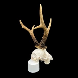 May include: A white deer skull with antlers mounted on a white pedestal.