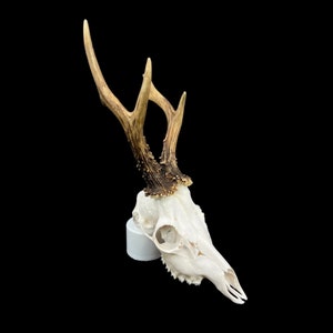 May include: A white deer skull with antlers mounted on a white base. The antlers are brown and have a textured surface.