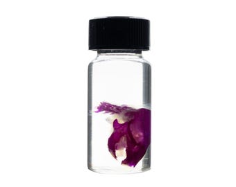 Diaphonized Mouse skull, purple diaphonized, wet specimen, diaphonization animal head, diaphonised specimen