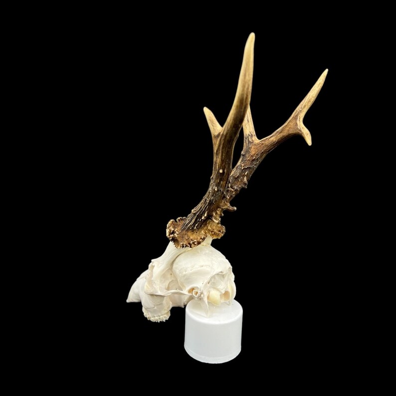 May include: A white deer skull with antlers mounted on a white base. The antlers are brown and have a natural finish.