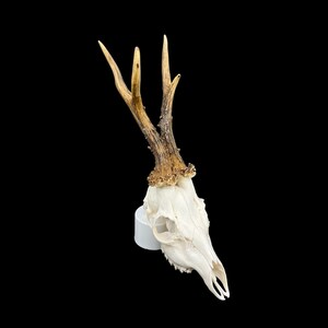 May include: A white deer skull with antlers mounted on a white base. The antlers are brown and have a natural finish.
