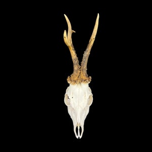 May include: A white deer skull with antlers. The antlers are brown and have a rough texture. The skull is isolated against a black background.