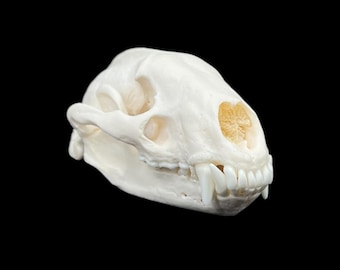 本物のホッキョクギツネの頭蓋骨（Vulpes lagopus）。専門家による洗浄