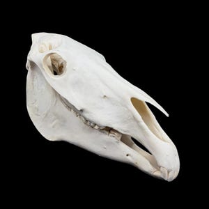 May include: A bleached white horse skull shown in profile against a black background. The bone structure displays the eye socket, nasal cavity, and a row of upper teeth clearly visible along the jawline, showcasing the natural anatomy of the cranium.
