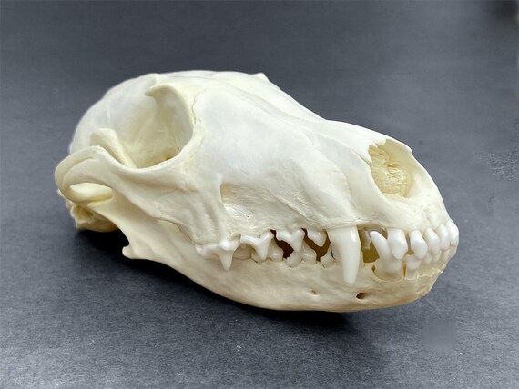 Beautiful, red fox skull with impressive canines, available at Natur