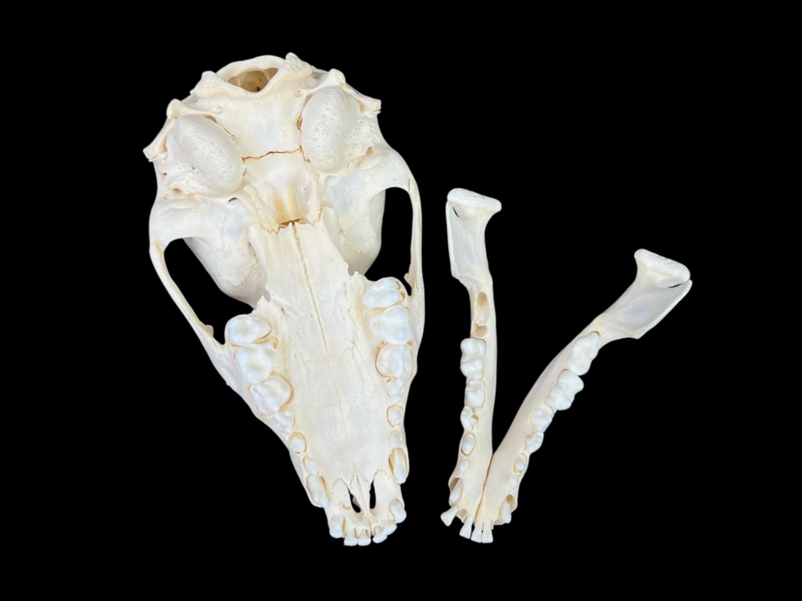 本物の若いアライグマの頭蓋骨（Procyon lotor）、専門家による洗浄