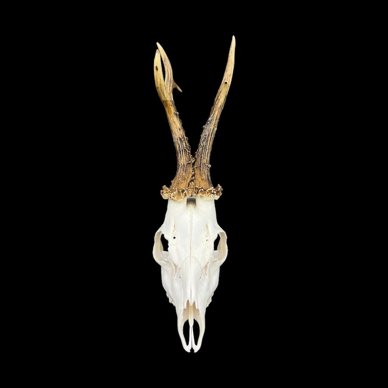 May include: A white deer skull with antlers, mounted on a black background.