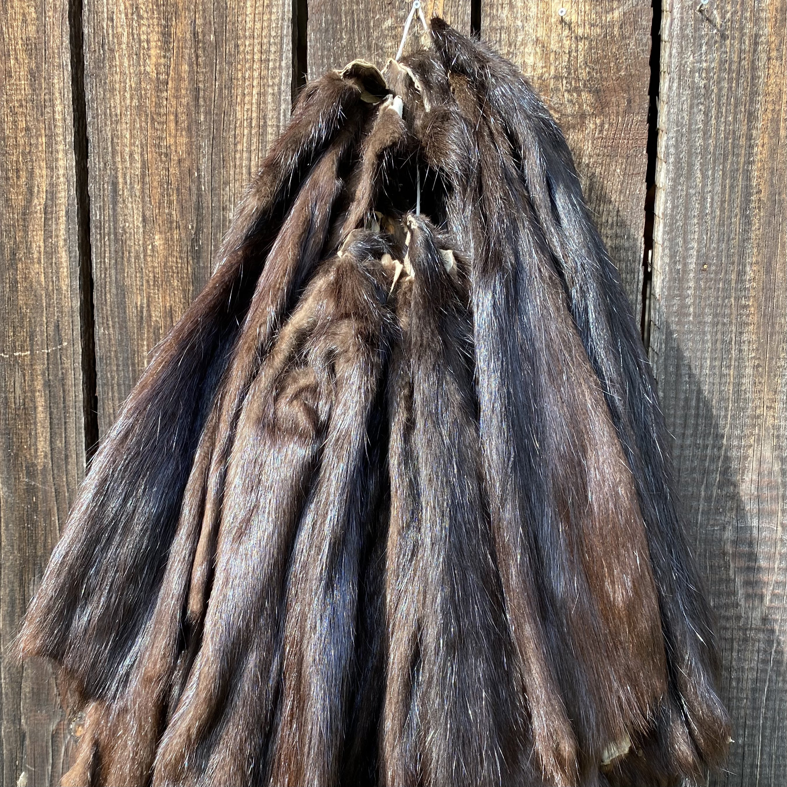 Real Nutria Fur, SET 5 Pieces! Coypu Hide, Coypus Pelt, Taxidermy 