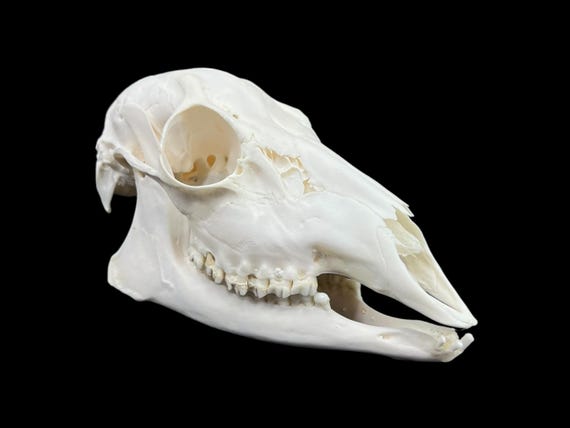 Real Roe deer skull, female roe (Capreolus), clean skull, white animal bones, animal skull