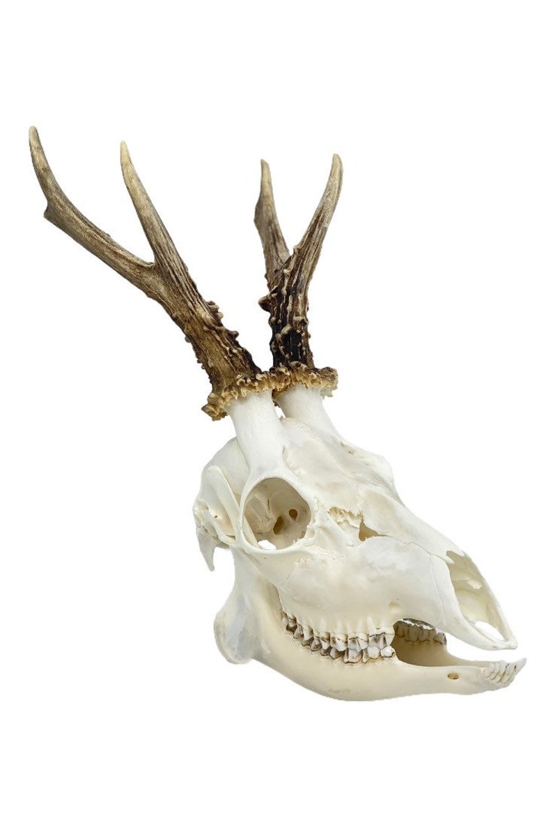 Roe deer skull whole and perfect condition skull.