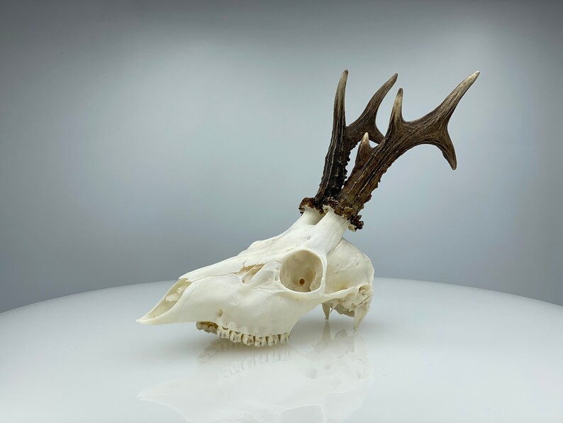 Roe deer skull whole and perfect condition skull.