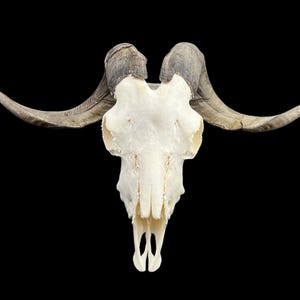 Real Goat Skull (Capra hircus) with long horns, professionally cleaned, huge animal skull, skull decor