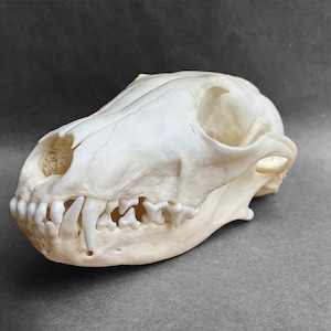 HUMAN MALE SKULL, Skull Duggery, USD 173.03