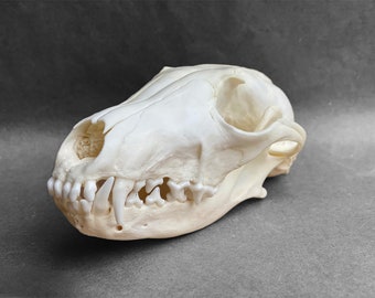 Real Arctic Fox skull (Vulpes lagopus), professionally cleaned, degreased and whitened, perfectly clean animal skull