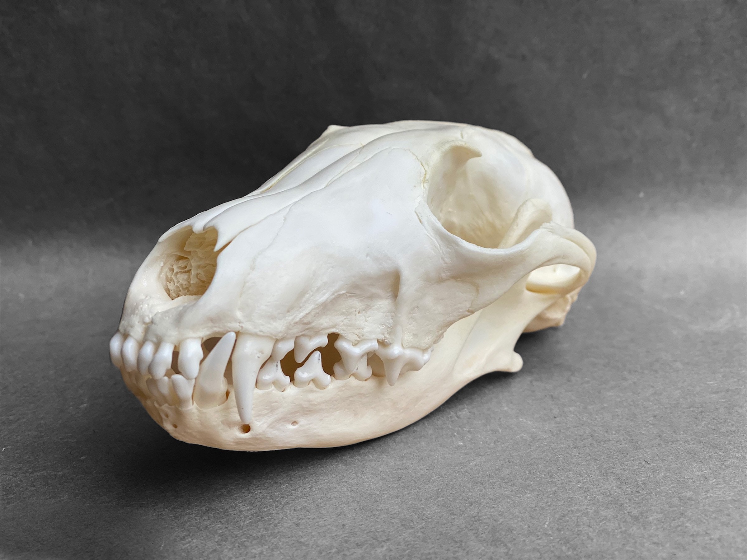 本物のホッキョクギツネの頭蓋骨（Vulpes lagopus）。専門家による洗浄