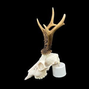 May include: A white deer skull with antlers mounted on a white base. The antlers are brown and have a natural, rough texture.