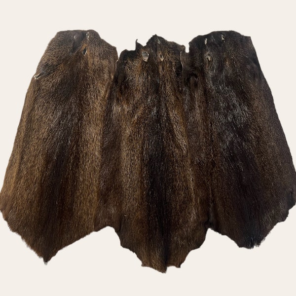 Real Nutria fur, Coypu hide, Coypus pelt, taxidermy, fur sewing