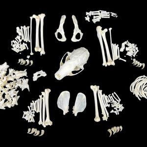 Real European Pine Marten (Martes martes) skeleton, predator, real animal bones, clean and white bones, anatomy study