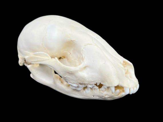 本物の若いアライグマの頭蓋骨（Procyon lotor）、専門家による洗浄