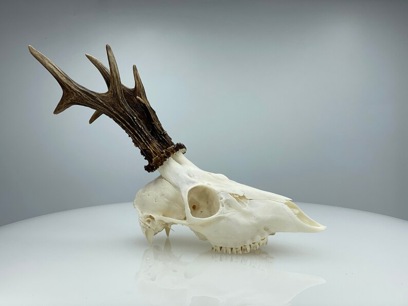 Roe deer skull whole and perfect condition skull.