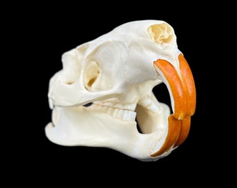 Echter Amerikanischer Nutria Skull (Myocastor Nutria), Nutria, Tierknochen, perfekt gereinigt, geweißt