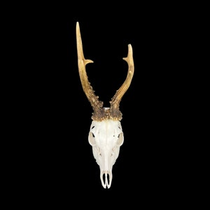 May include: A white deer skull with brown antlers against a black background.