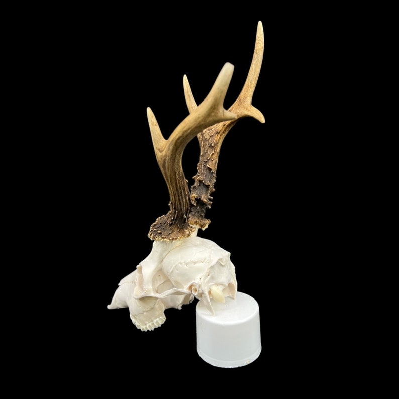 May include: A white deer skull with antlers mounted on a white pedestal. The antlers are brown and have a natural, rough texture.