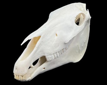 本物のホッキョクギツネの頭蓋骨（Vulpes lagopus）。専門家による洗浄